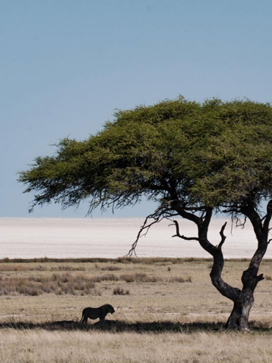 A lion in savannah in a shade of a tree. Kenya.