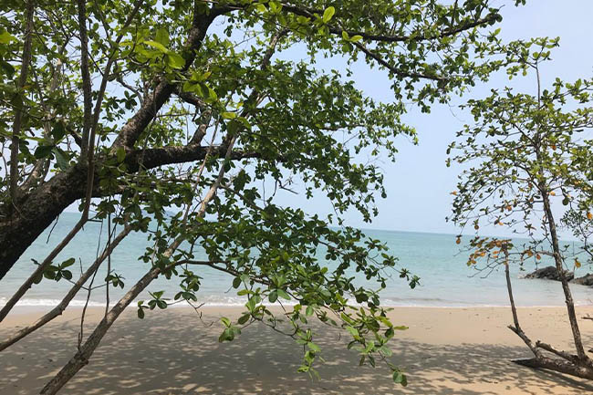 Land Thailand Beach Sand Green