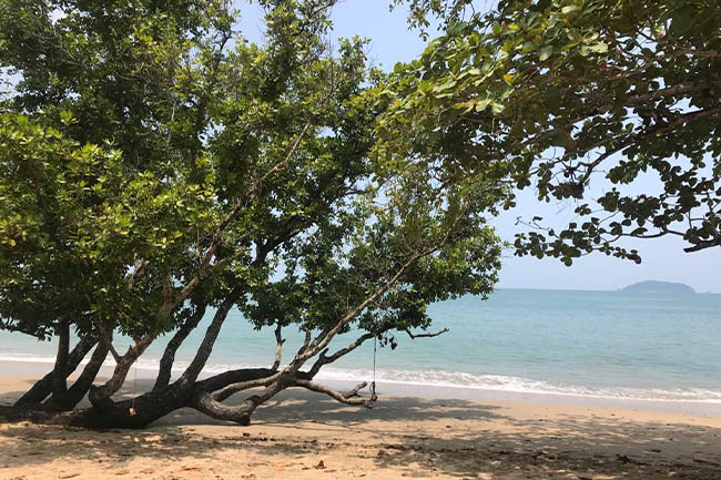 Land Thailand Beach Sand Green